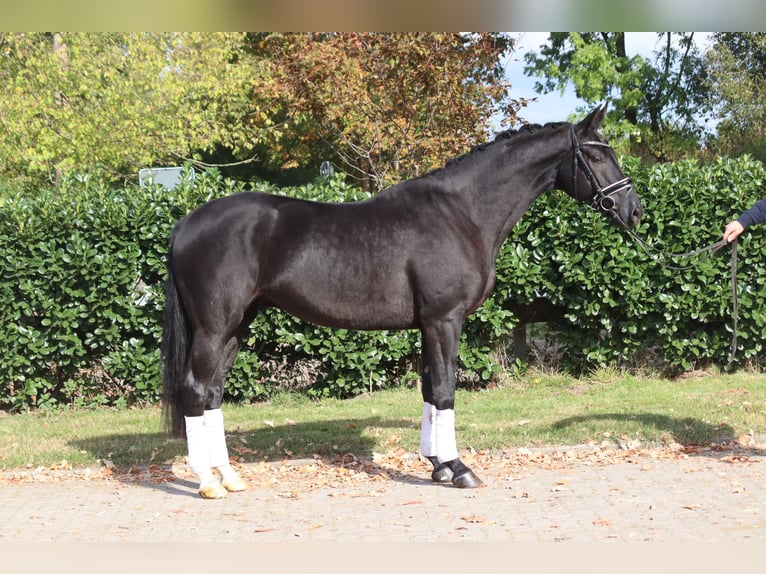 Koń hanowerski Wałach 4 lat 168 cm Kara in Selsingen