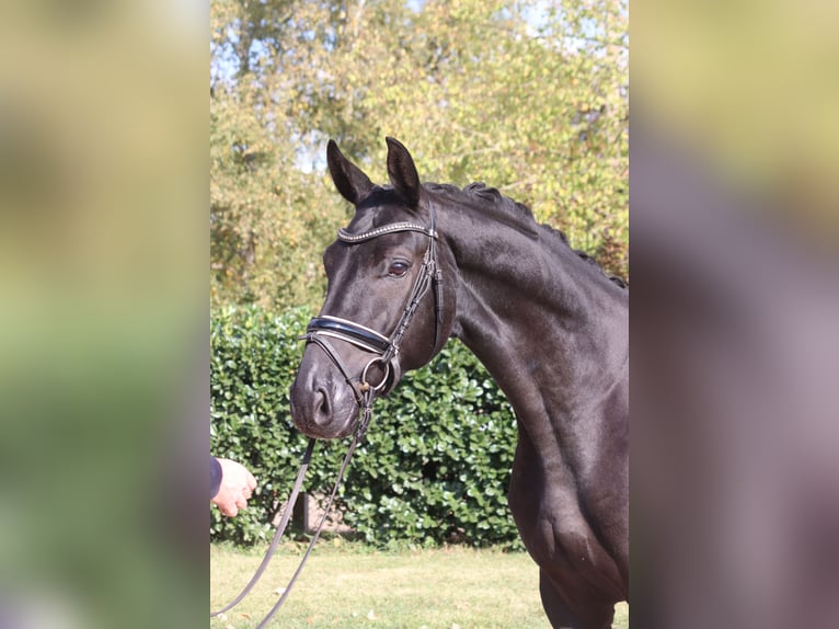 Koń hanowerski Wałach 4 lat 168 cm Kara in Selsingen