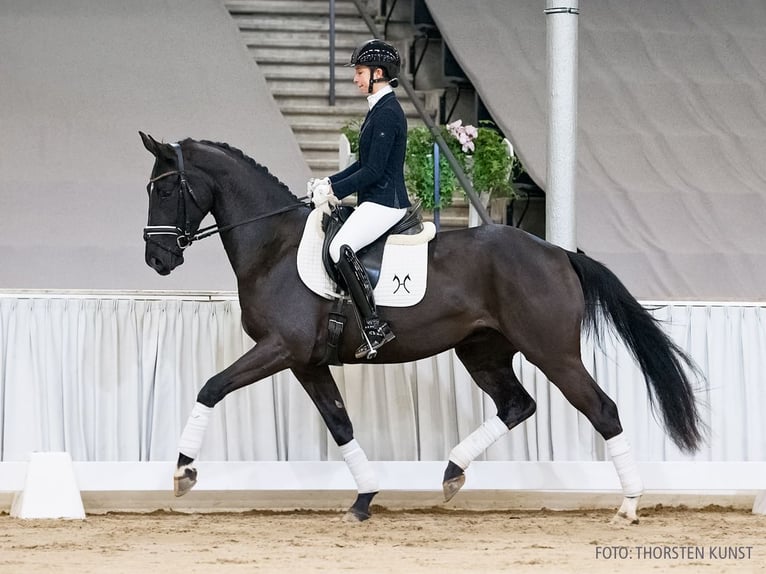 Koń hanowerski Wałach 4 lat 168 cm Kara in Verden
