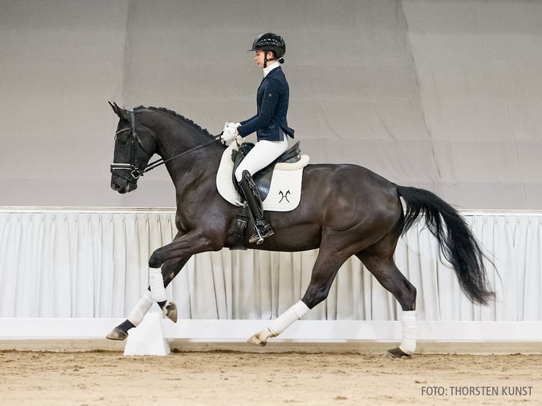 Koń hanowerski Wałach 4 lat 168 cm Kara in Verden