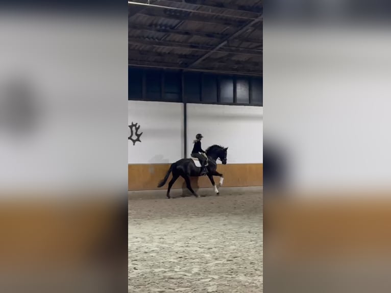 Koń hanowerski Wałach 4 lat 168 cm Kara in Willich