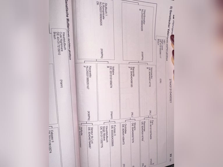 Koń hanowerski Wałach 4 lat 168 cm Kasztanowata in Gütersloh