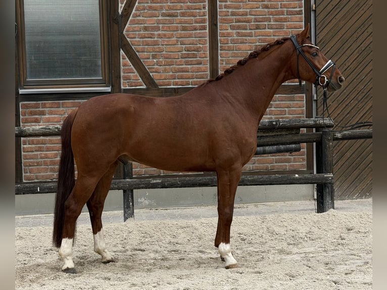 Koń hanowerski Wałach 4 lat 168 cm Kasztanowata in Heidesheim am Rhein