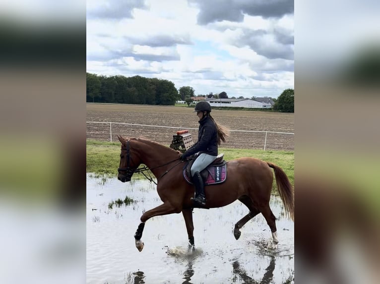 Koń hanowerski Wałach 4 lat 168 cm Kasztanowata in Rees