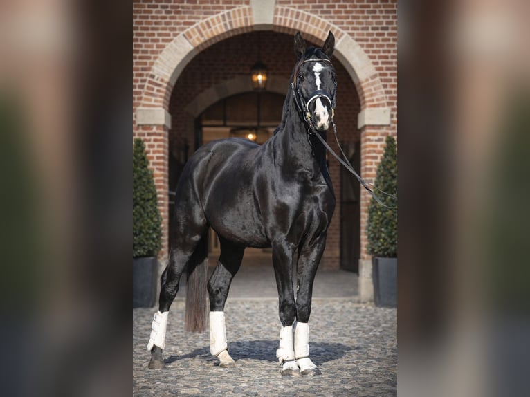 Koń hanowerski Wałach 4 lat 168 cm Skarogniada in Stallhofen