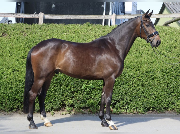 Koń hanowerski Wałach 4 lat 169 cm Ciemnogniada in Fröndenberg