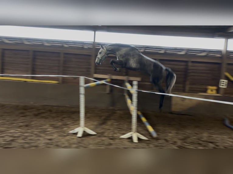 Koń hanowerski Wałach 4 lat 169 cm Siwa in Bremervörde