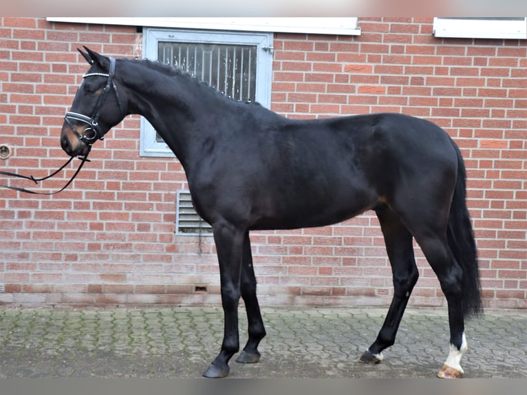 Koń hanowerski Wałach 4 lat 169 cm Skarogniada in Celle