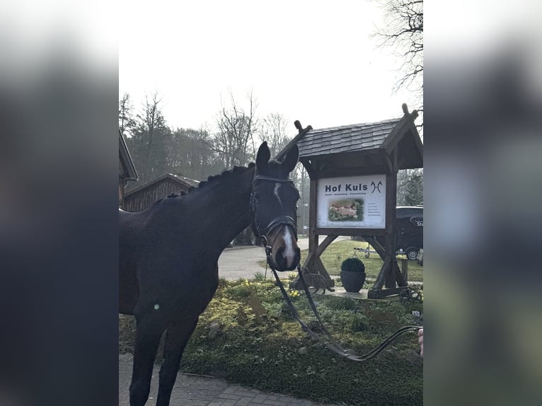 Koń hanowerski Wałach 4 lat 170 cm Ciemnogniada in Borstel