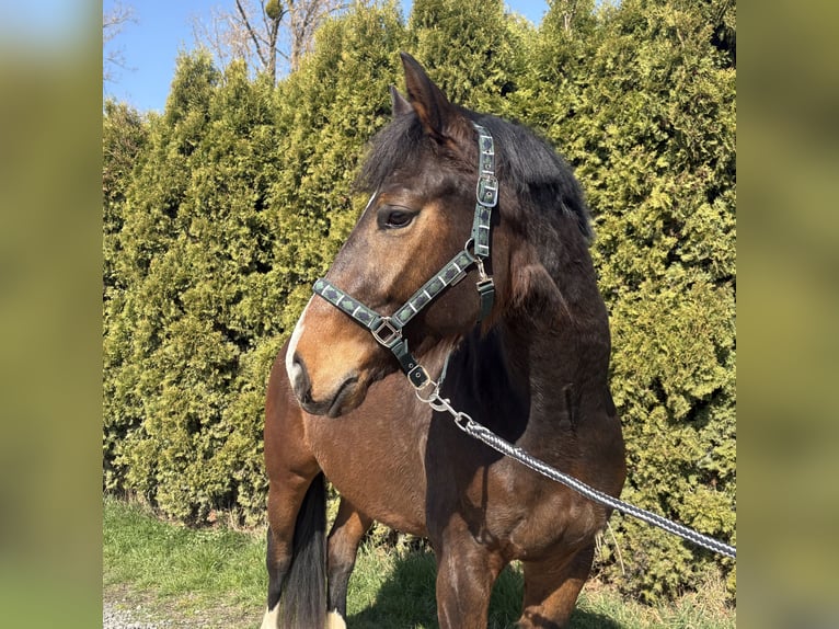 Koń hanowerski Wałach 4 lat 170 cm Ciemnogniada in Bovenden