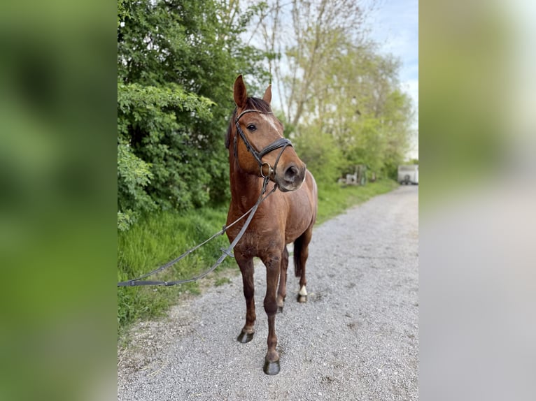 Koń hanowerski Wałach 4 lat 170 cm Ciemnokasztanowata in Grevenbroich