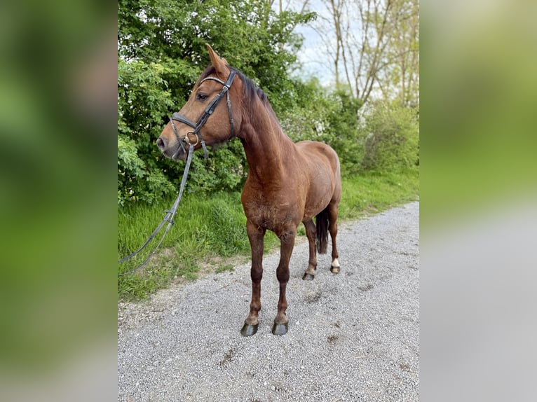 Koń hanowerski Wałach 4 lat 170 cm Ciemnokasztanowata in Grevenbroich