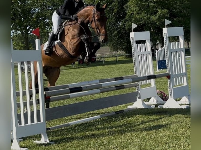 Koń hanowerski Wałach 4 lat 170 cm Gniada in Ahausen