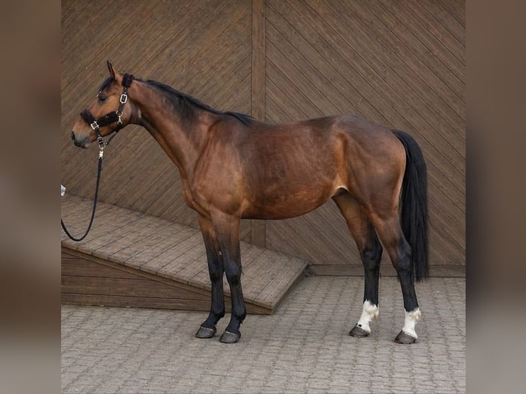 Koń hanowerski Wałach 4 lat 170 cm Gniada in Neetze