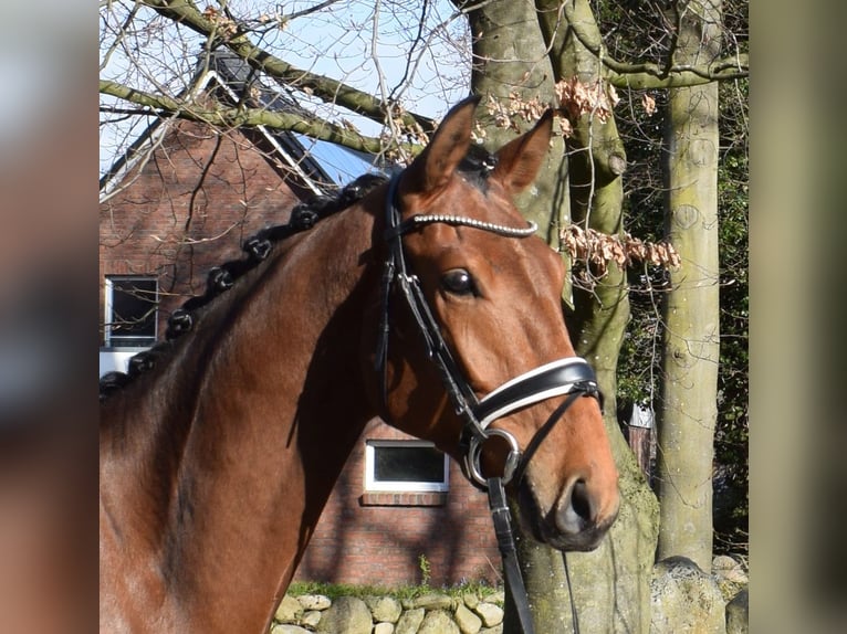 Koń hanowerski Wałach 4 lat 170 cm Gniada in Fredenbeck