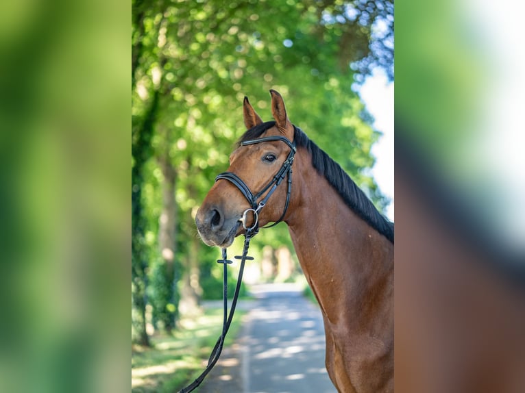 Koń hanowerski Wałach 4 lat 170 cm Gniada in Glandorf