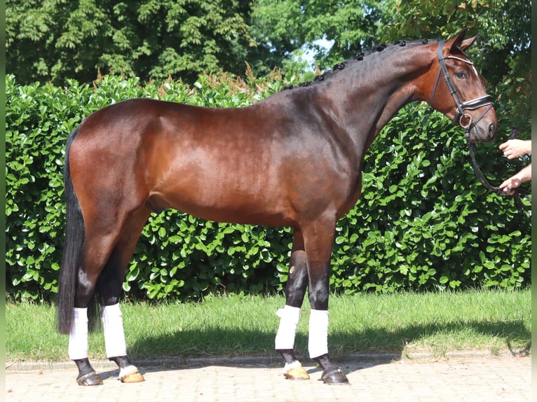 Koń hanowerski Wałach 4 lat 170 cm Gniada in Selsingen