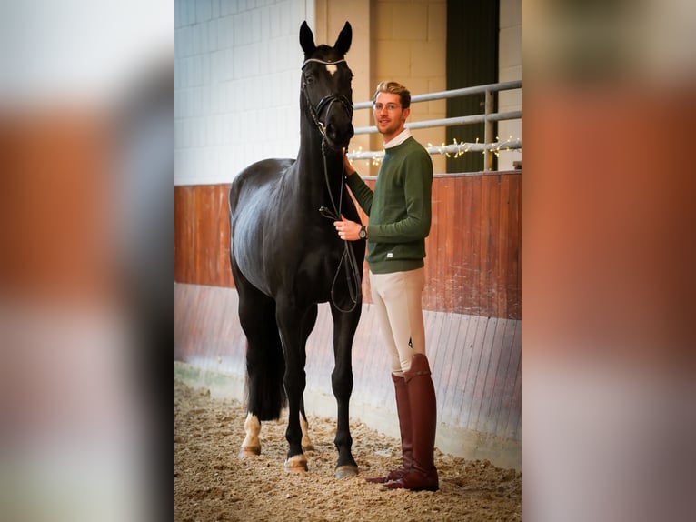 Koń hanowerski Wałach 4 lat 170 cm Kara in Aachen
