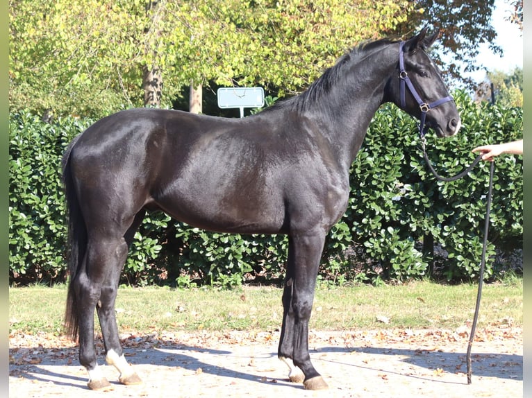 Koń hanowerski Wałach 4 lat 170 cm Kara in Selsingen