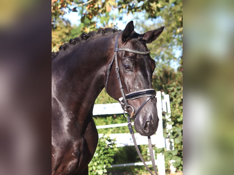Koń hanowerski Wałach 4 lat 170 cm Kara in Selsingen