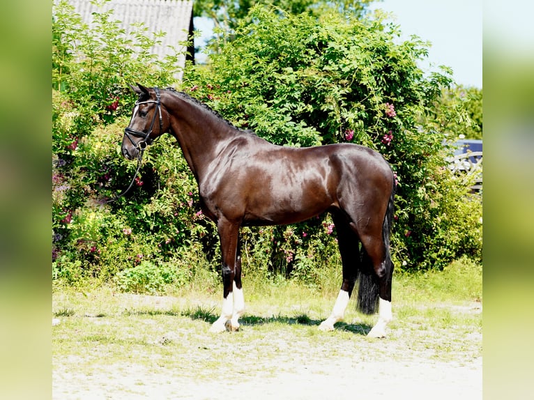 Koń hanowerski Wałach 4 lat 170 cm Kara in Hohenfelde