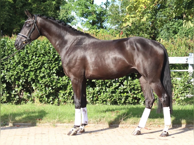 Koń hanowerski Wałach 4 lat 170 cm Kara in Selsingen