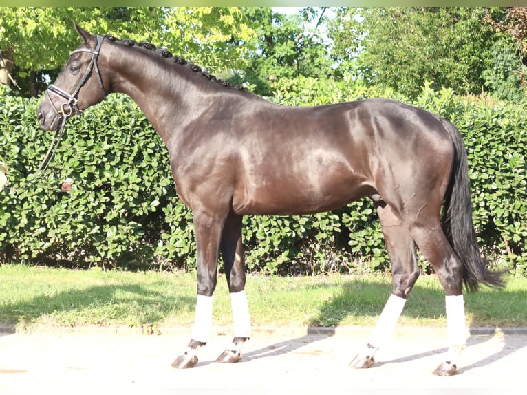 Koń hanowerski Wałach 4 lat 170 cm Kara in Selsingen