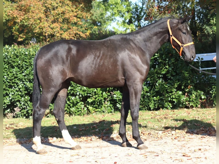 Koń hanowerski Wałach 4 lat 170 cm Kara in Selsingen