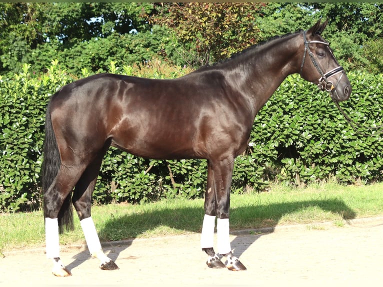 Koń hanowerski Wałach 4 lat 170 cm Kara in Selsingen