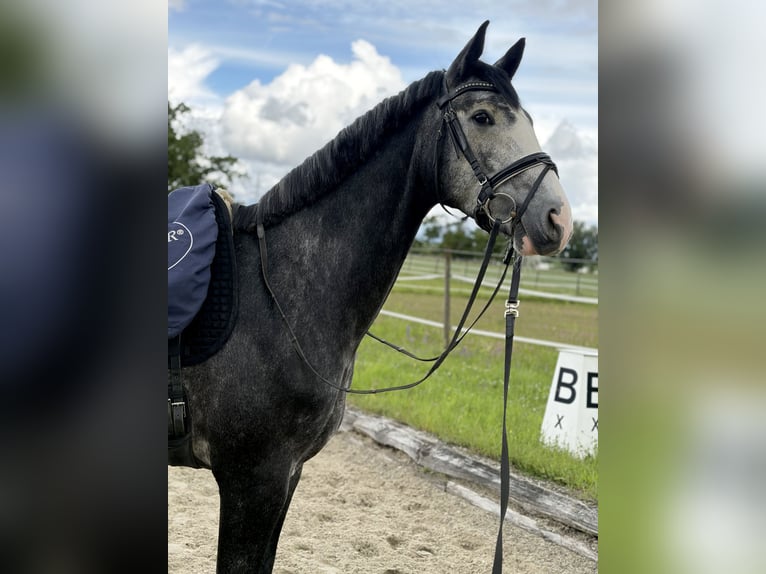 Koń hanowerski Wałach 4 lat 170 cm Karosiwa in Efringen-Kirchen