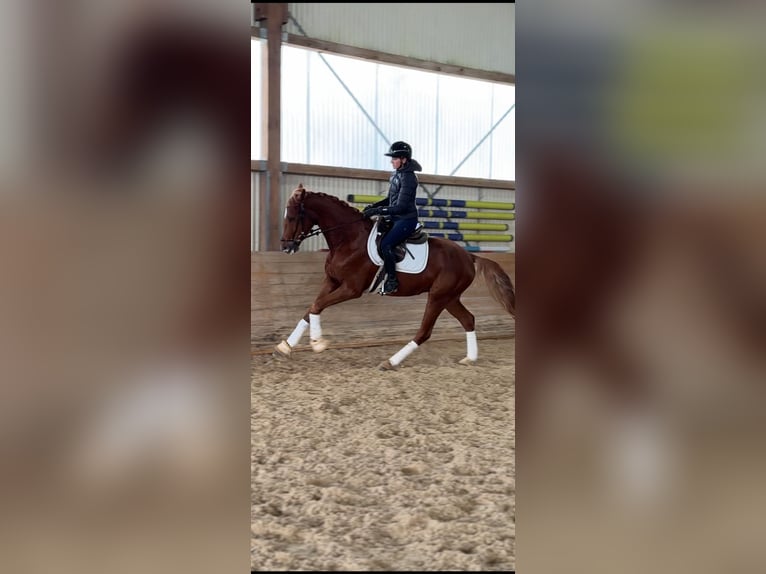 Koń hanowerski Wałach 4 lat 170 cm Kasztanowata in Oettingen in Bayern