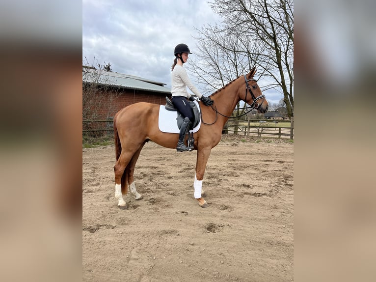 Koń hanowerski Wałach 4 lat 170 cm Kasztanowata in Visselhövede