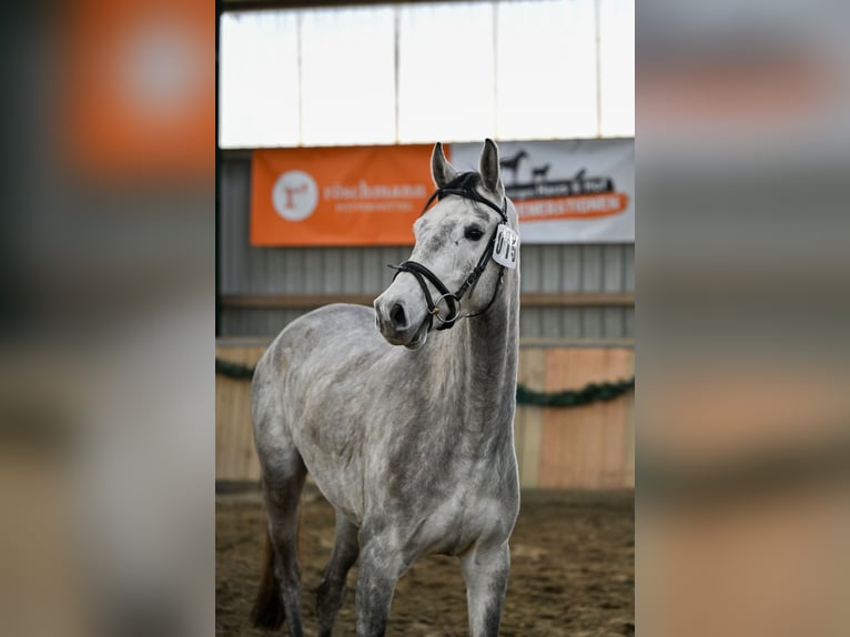 Koń hanowerski Wałach 4 lat 170 cm Siwa in Horst