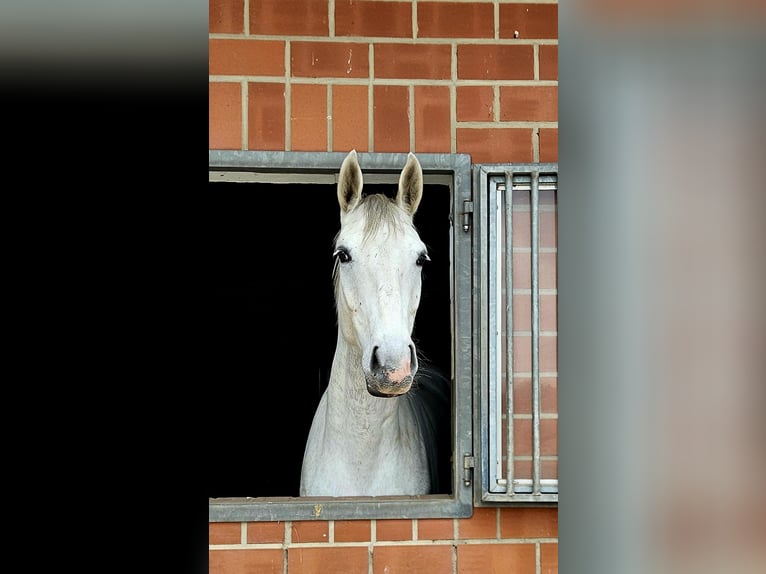 Koń hanowerski Wałach 4 lat 170 cm Siwa in Königslutter am Elm