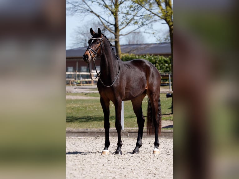 Koń hanowerski Wałach 4 lat 170 cm Skarogniada in Lingen
