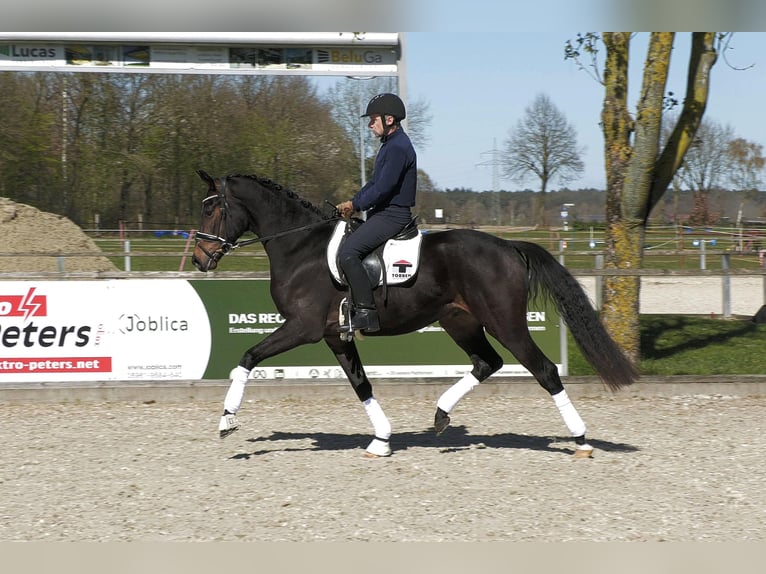 Koń hanowerski Wałach 4 lat 170 cm Skarogniada in Lingen