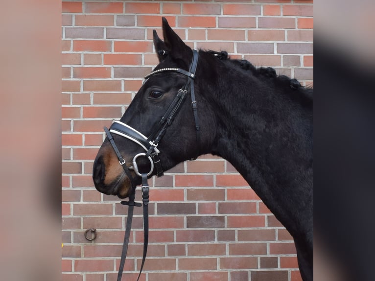 Koń hanowerski Wałach 4 lat 170 cm Skarogniada in Fredenbeck