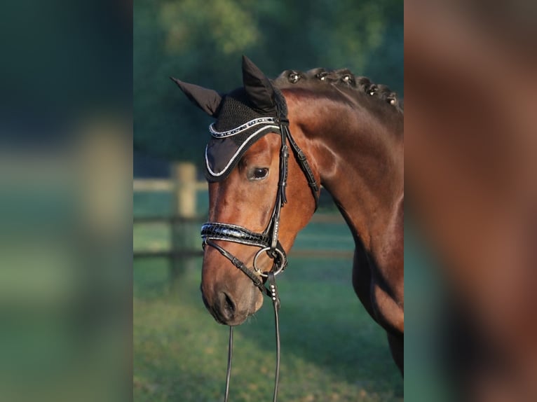 Koń hanowerski Wałach 4 lat 171 cm Gniada in Fürstenau