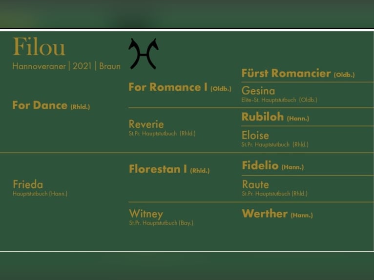Koń hanowerski Wałach 4 lat 171 cm Gniada in Weil