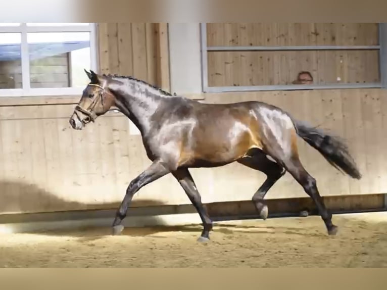 Koń hanowerski Wałach 4 lat 172 cm Ciemnogniada in Weil