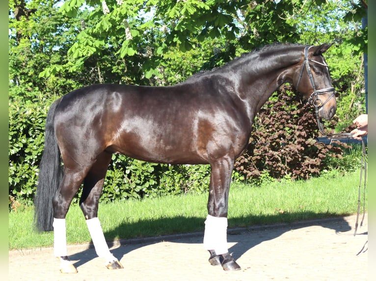 Koń hanowerski Wałach 4 lat 172 cm Gniada in Selsingen