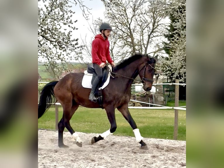 Koń hanowerski Wałach 4 lat 172 cm Gniada in Dransfeld