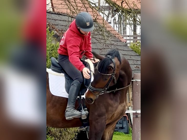 Koń hanowerski Wałach 4 lat 172 cm Gniada in Dransfeld