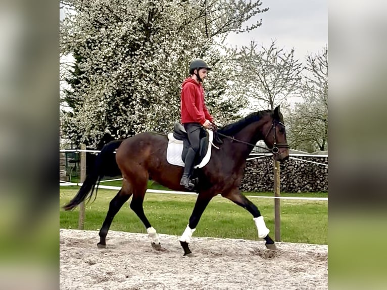 Koń hanowerski Wałach 4 lat 172 cm Gniada in Dransfeld