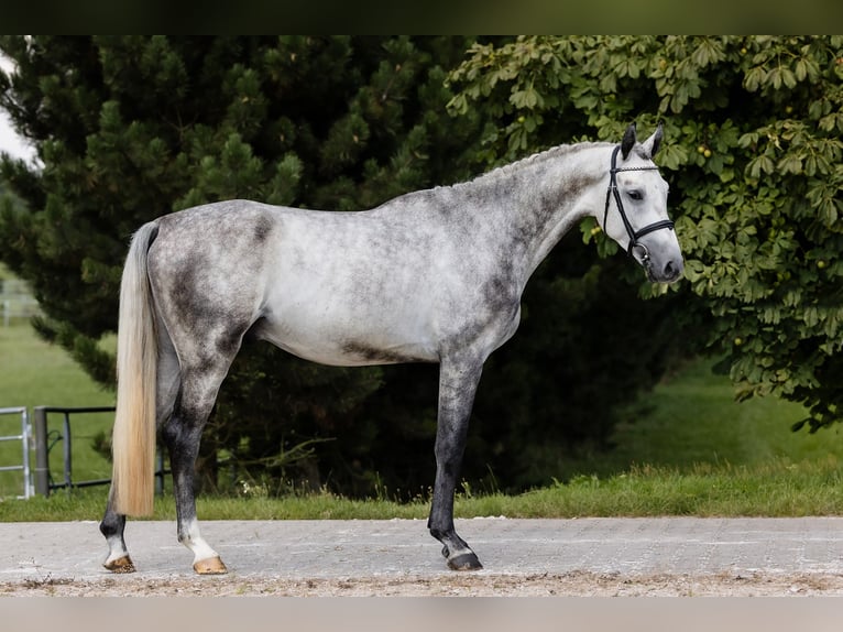 Koń hanowerski Wałach 4 lat 172 cm Siwa in DUSZNIKI