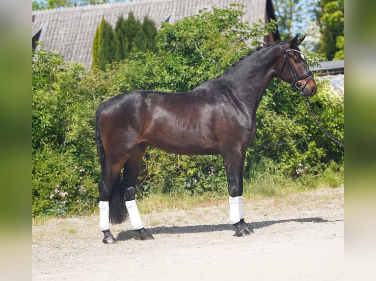 Koń hanowerski Wałach 4 lat 173 cm Ciemnogniada in Hohenfelde