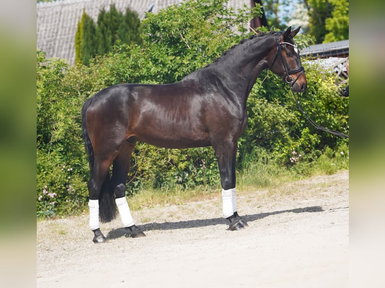 Koń hanowerski Wałach 4 lat 173 cm Ciemnogniada in Hohenfelde