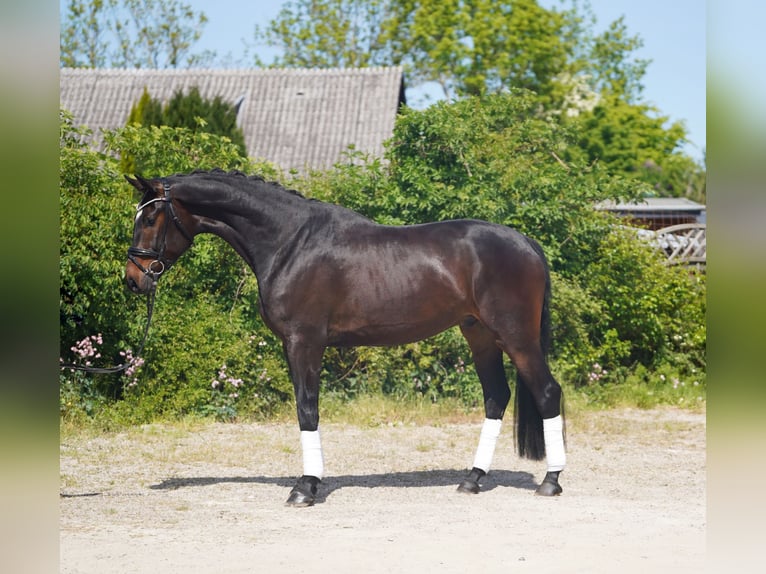 Koń hanowerski Wałach 4 lat 173 cm Ciemnogniada in Hohenfelde