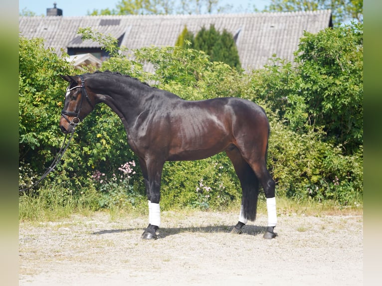 Koń hanowerski Wałach 4 lat 173 cm Ciemnogniada in Hohenfelde