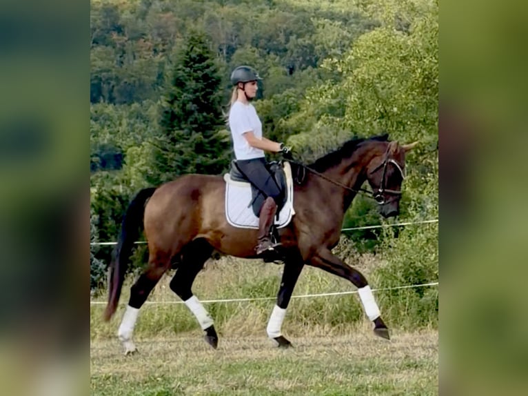 Koń hanowerski Wałach 4 lat 173 cm Gniada in Dransfeld